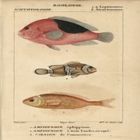Saddle Anemonefish, Troslojni Anemonefisha Poster Print ® Florilegije Mary Evans