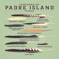 Padre Island, Texas, Shorebirds u zalazak sunca, ptice od perja