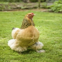 Issaquah, wa. Brahma kokoš u slobodnom dometu hoda u dvorištu. Poster Print Janet Horton