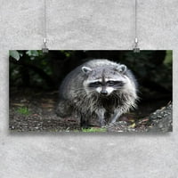 Fluffy raccoon poster - slika by shotelstock