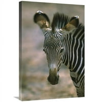 u. Grevys zebra foal, Kenija Art Print - Martin Winders