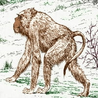 Stari svjetski majmun, izumrli životinje Poster Ispis naučnog izvora