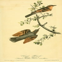 Ptice Amerike Varirani Throsh Poster Print J.J. Audubon