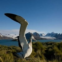 Lutajući albatross poster za ptice Print Paul Souders
