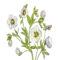 Hellebore Poster Print - Mandy Disher