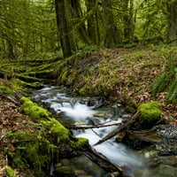 Potok koji teče preko stijena kroz bujnu šumu sa kamenjem prekrivenim stijenama i drvećem; Maple Ridge,