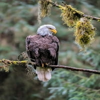Ćelad Eagle-Anan Creek-Wrangell-Alaska-SAD by Jim Engelbrecht
