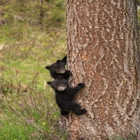 Wyoming, Yellowstone National Park Black Bear Cubs Pen Pen Bone Tree Credit As: Don Grall Jaynes Galerija