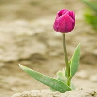 Mount Vernon, država Washington, Sjedinjene Američke Države Jednokratna ljubičasta Tulip Uzgoj postera