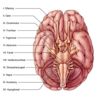 Kranijalni živci, ilustracija Poster Print by Evan Oto Science izvor