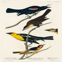 Nuttalls Starling, žuto-glava trupa i bikovci Oriole Poster Print John James Audubon 53394