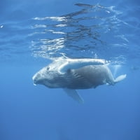 Mlade grbave kitova za disanje u karipskom moru. Atlantske grmljenice migriraju iz sjevernog hranjenja