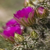 Arizona, Tucson Hedgehog kaktus u Bloom-u Don Grall