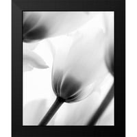 Kimberly, Allen Crni moderni uokvireni muzej umjetnički print pod nazivom - crno-bijeli tulipan 2