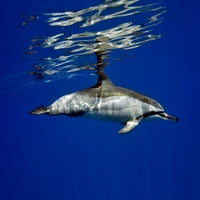 Spinner Dolphin na Sjevernom Pacifiku, Havaji Poster Print vwpics Stocktrek Images