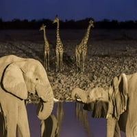 Namibija, Etosha NP slonovi i žirafe Wendy Kaveney