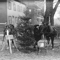 Konj jede pored božićnih stabala, 1927. - poster ispis naučnog izvora