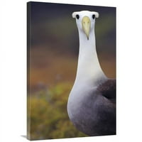 Global Galerija u. Mahala je Albatross odraslih u gniježnjoj koloniji, otoci Galapagos, Ekvador Art