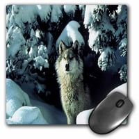 3droze sivi vuk u snegu, jastučić miša, po