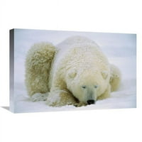 u. Polarni medvjed spavao u snegu, Hudson Bay, Canada Art Print - Konrad Wothe